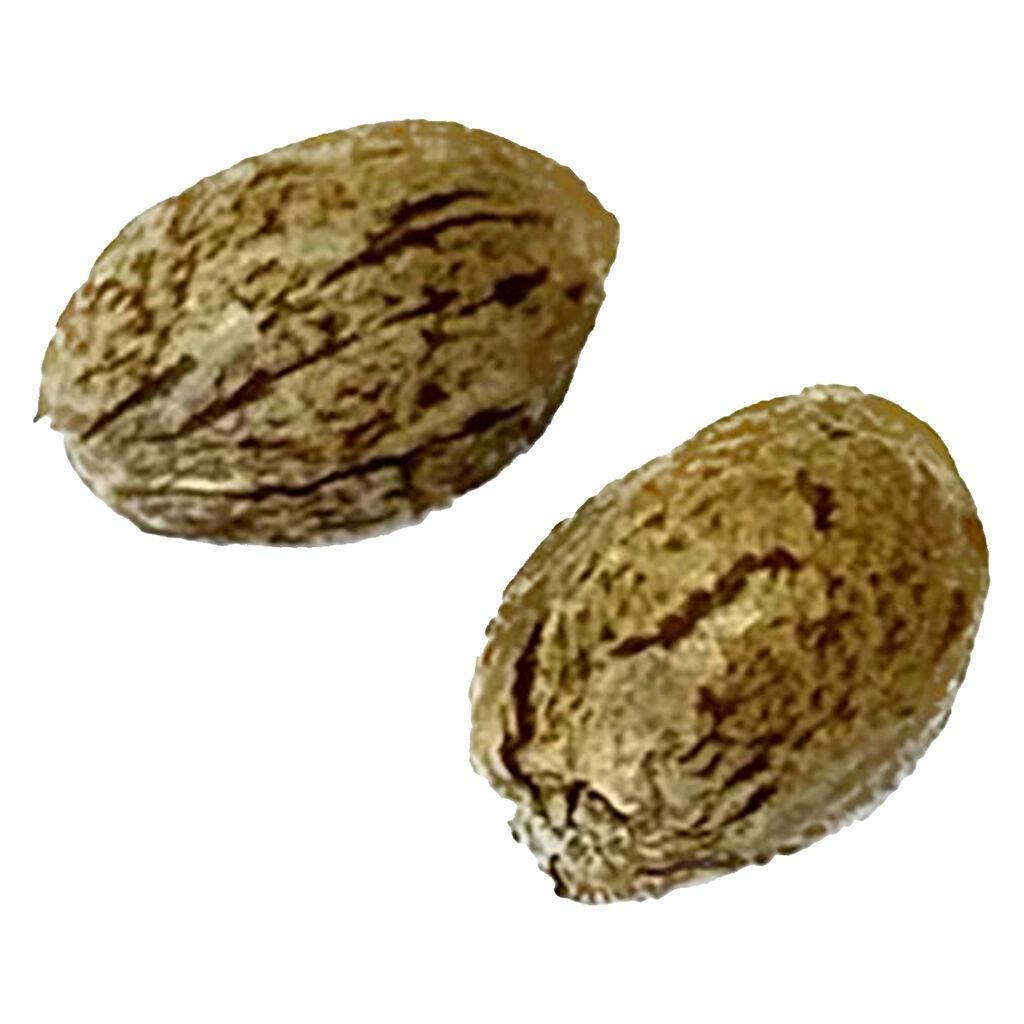 Modified Animal Cookies - Feminized - 1 Pack
