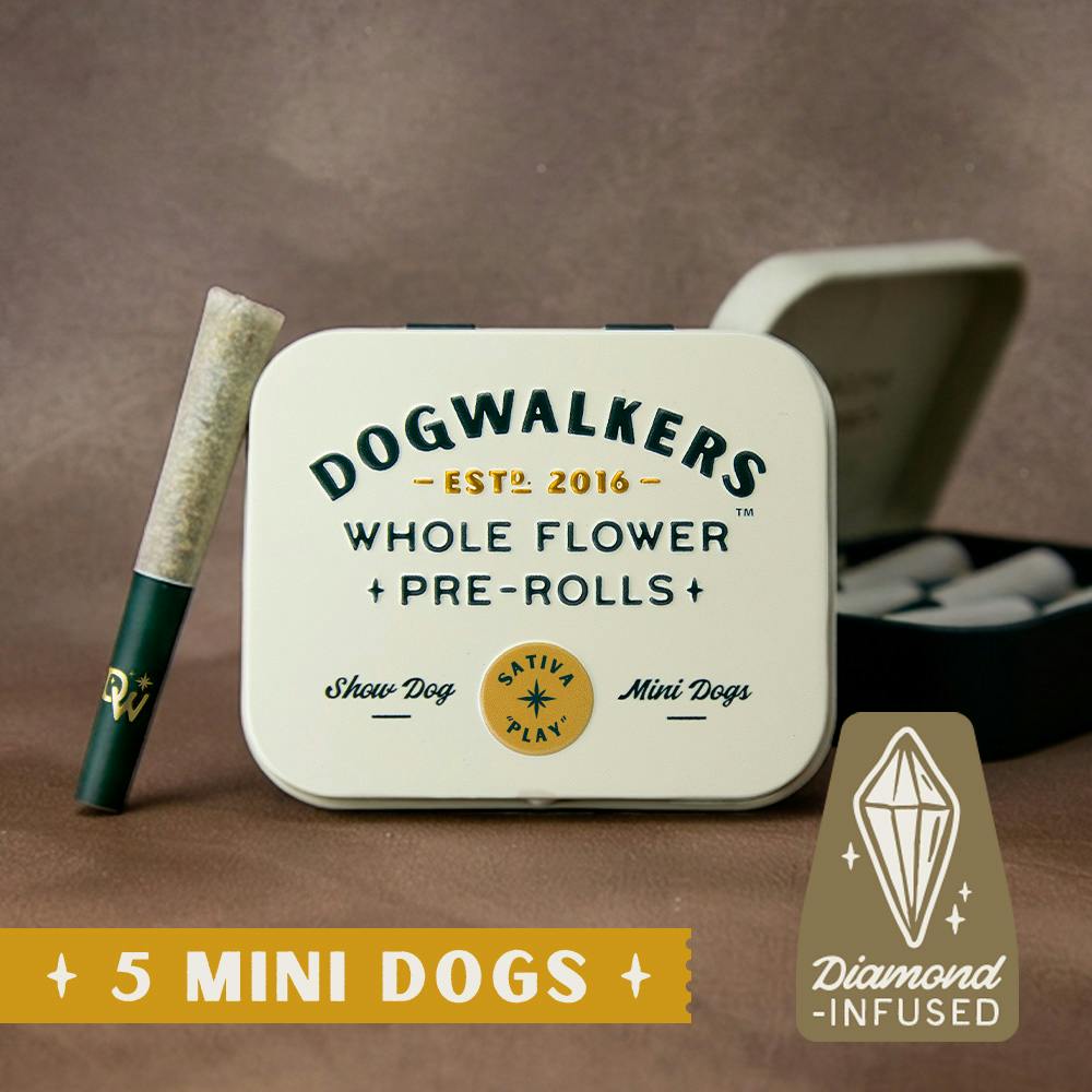 Jack Herer [.45g] | Dogwalkers - 5 Pack Mini Show Dogs Infused Pre-Rolls