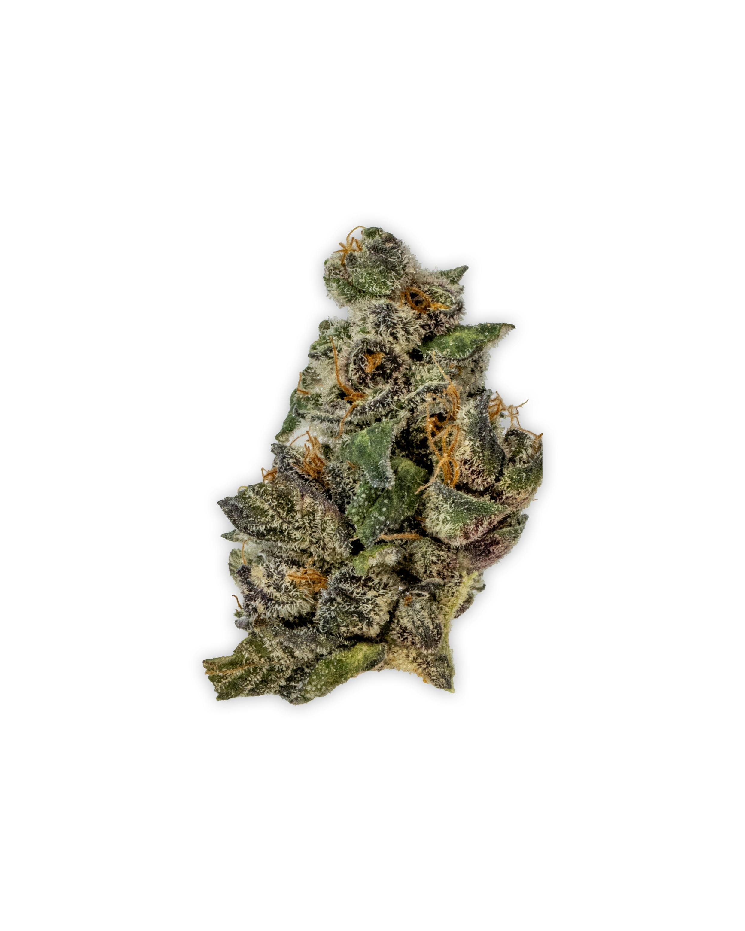 Indoor TROPICANNA COOKIES