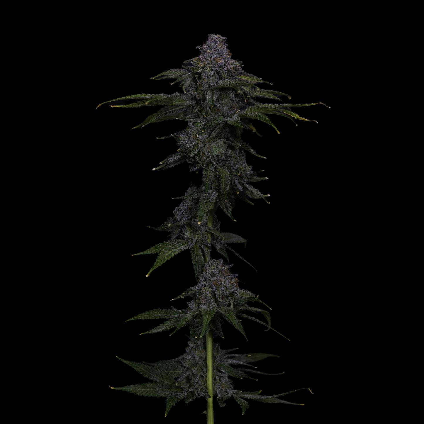 7G GUAVA TART BUDLETS