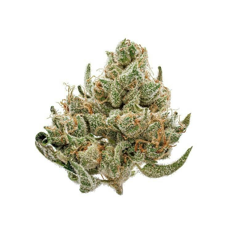 Trail Blazin | Pennywise | Hybrid | [1g] at Caravan Cannabis Company