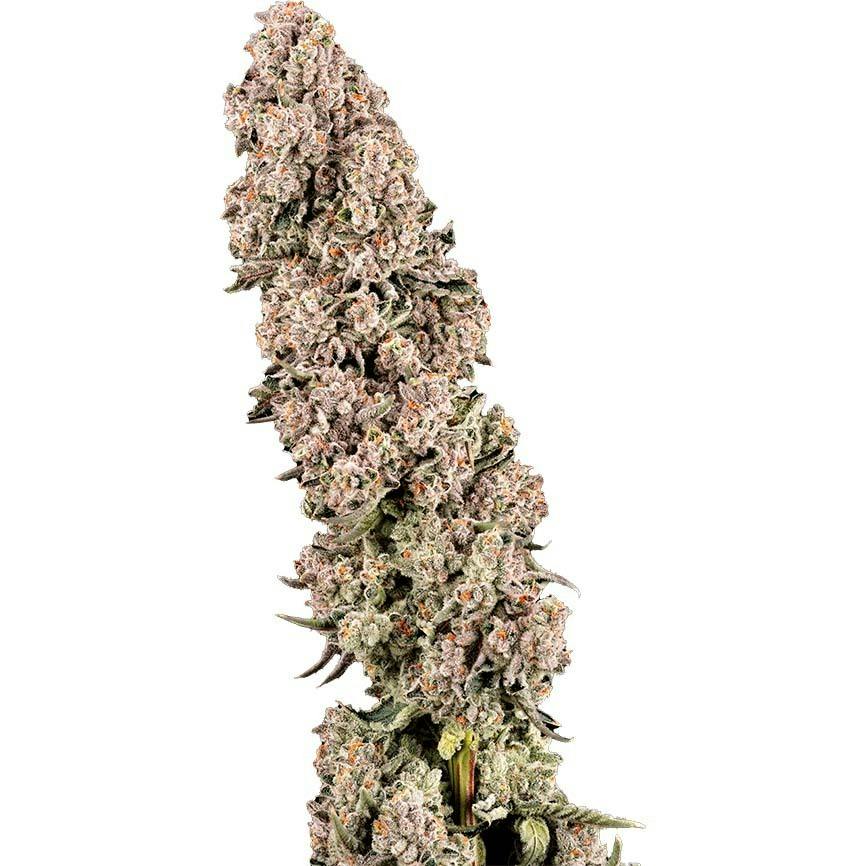 Garcia Hand Picked LA Baker 3.5g