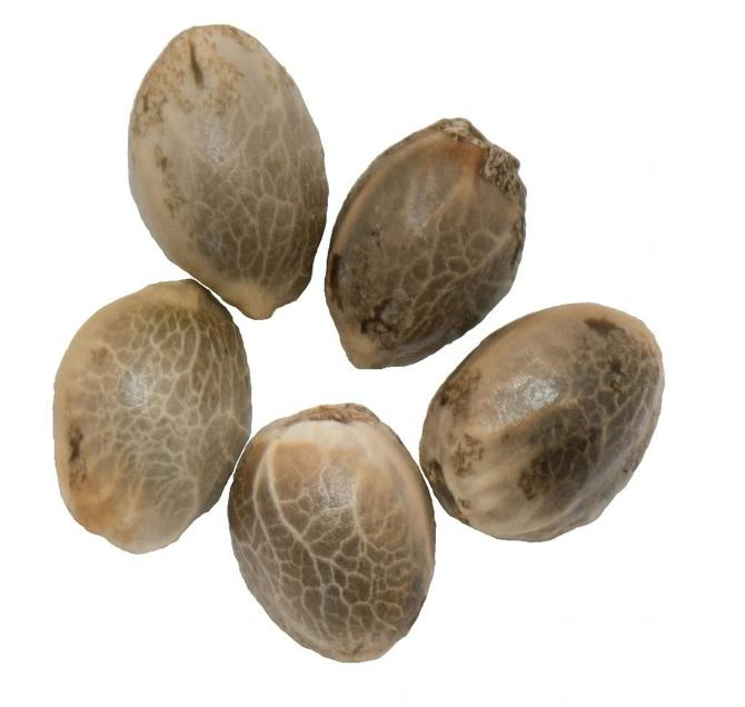 Northern Lights Auto Flower Seeds