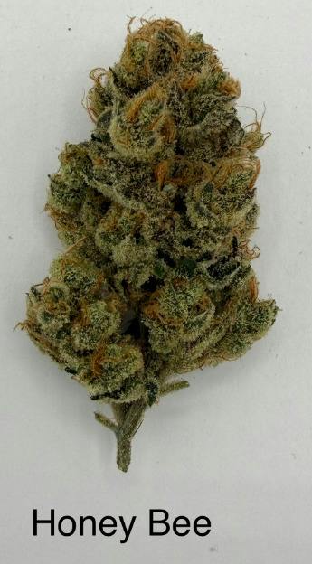 Honey Bee | Deli Jar | Sativa | Royal River