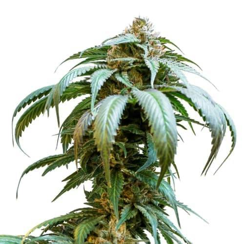 Bubba Kush - Feminized 5 Pack