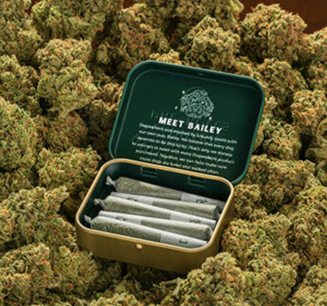 Dogwalkers 4.2g Pre-Rolls - Animal Scout 12 x