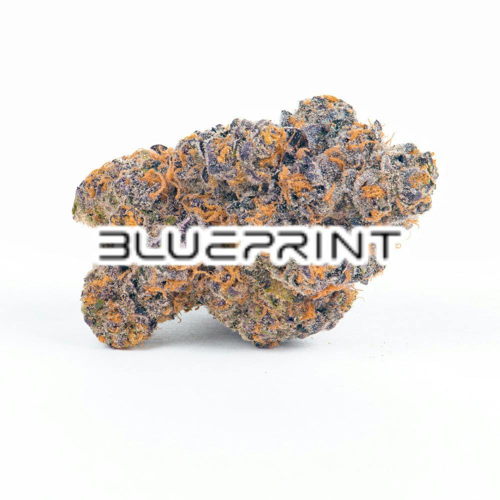 Purple Dino