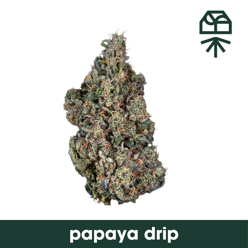 Grassroots | Papaya Drip | 3.5g | H