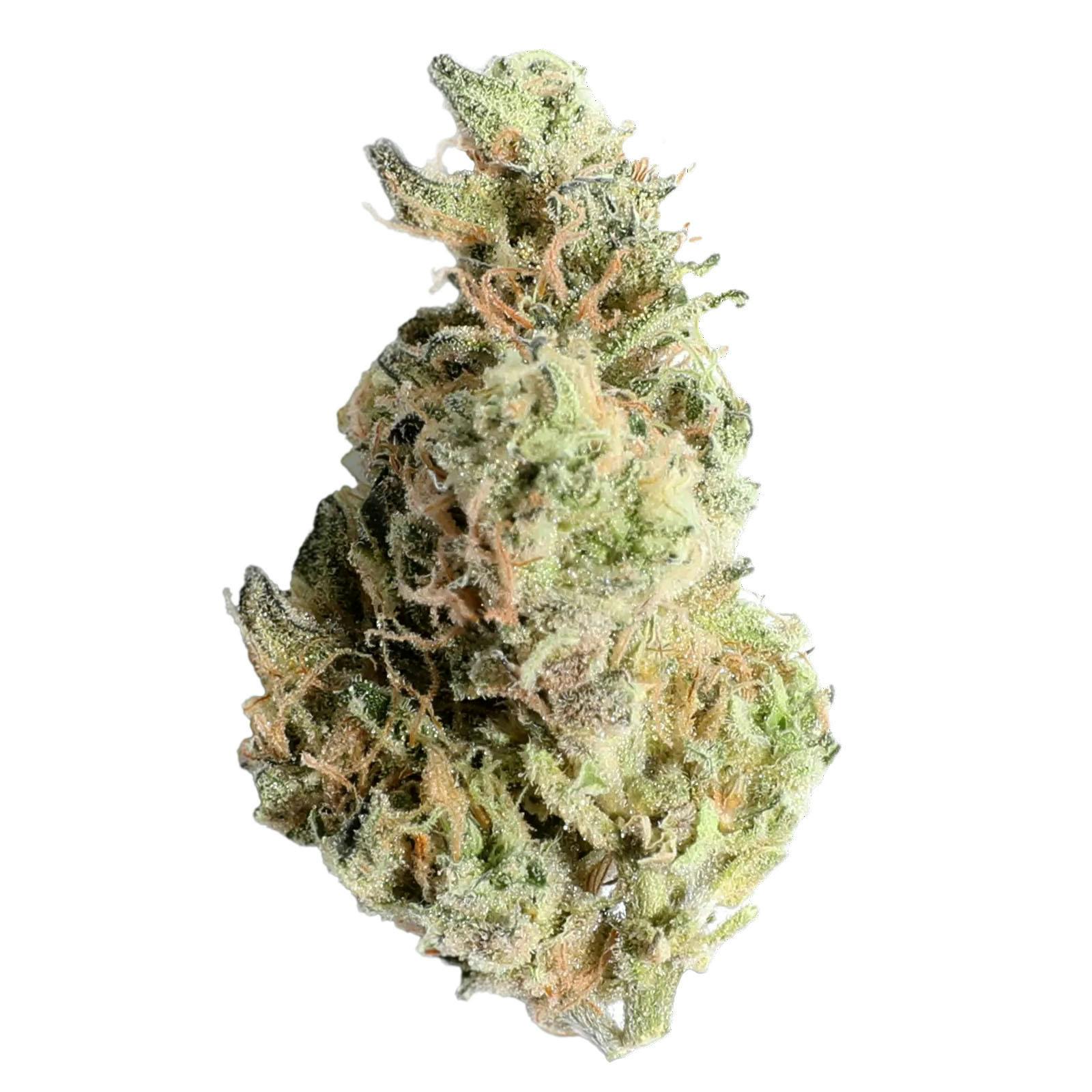 Candela Gush Mints Prepack Rec