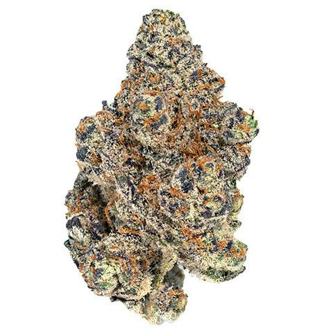 Goldkine Glitter Bomb Prepack Rec