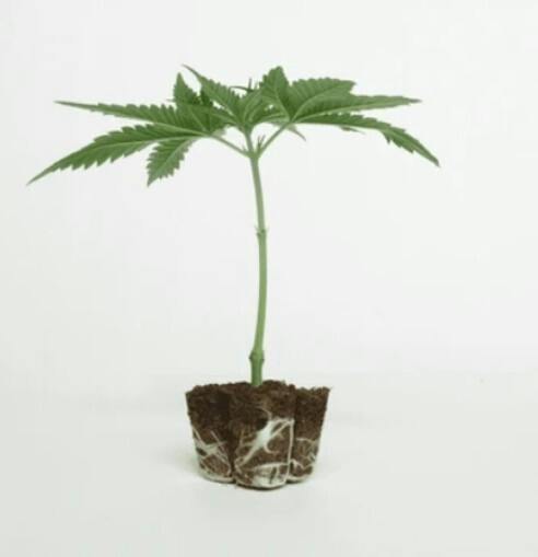 GSC CLONE IN ROOT CUBE