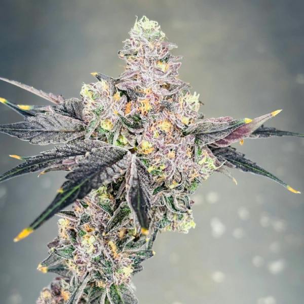 Pinnacle | Flower 7g