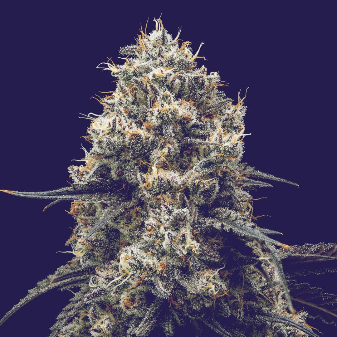Full Tilt - Duffle Full of Blues - Flower