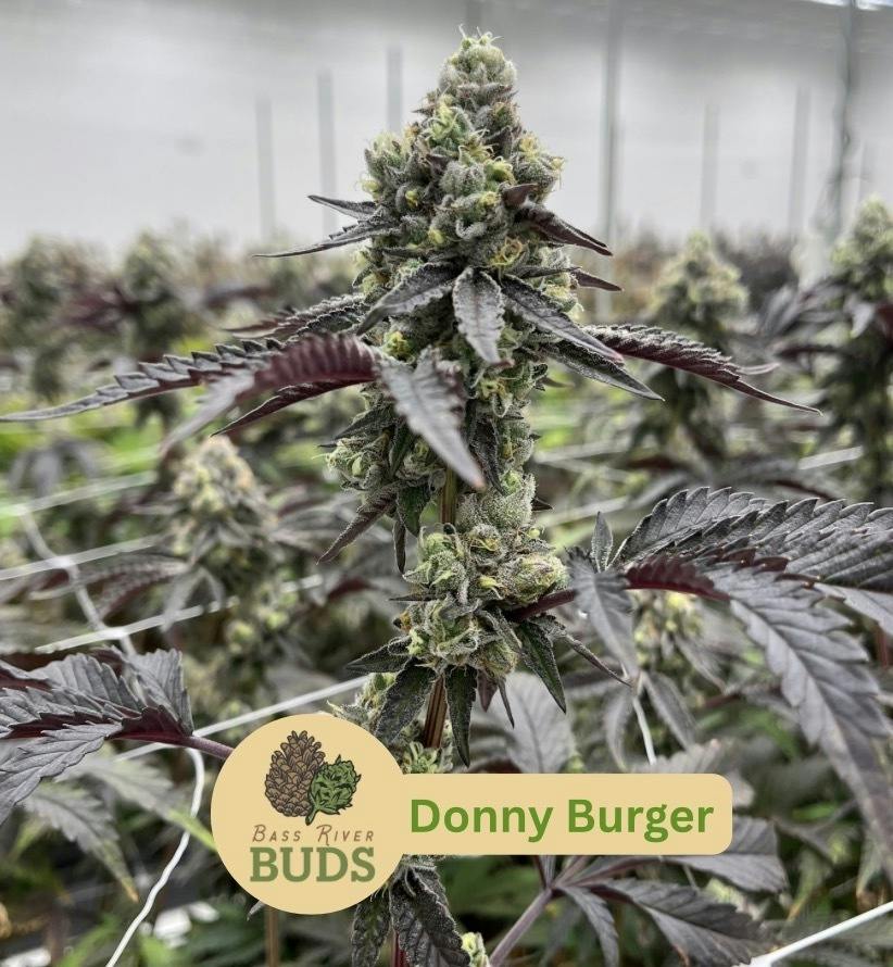 Bass River Buds - Donny Burger