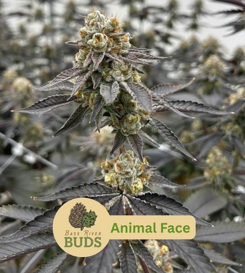 Bass River Buds - Animal Face