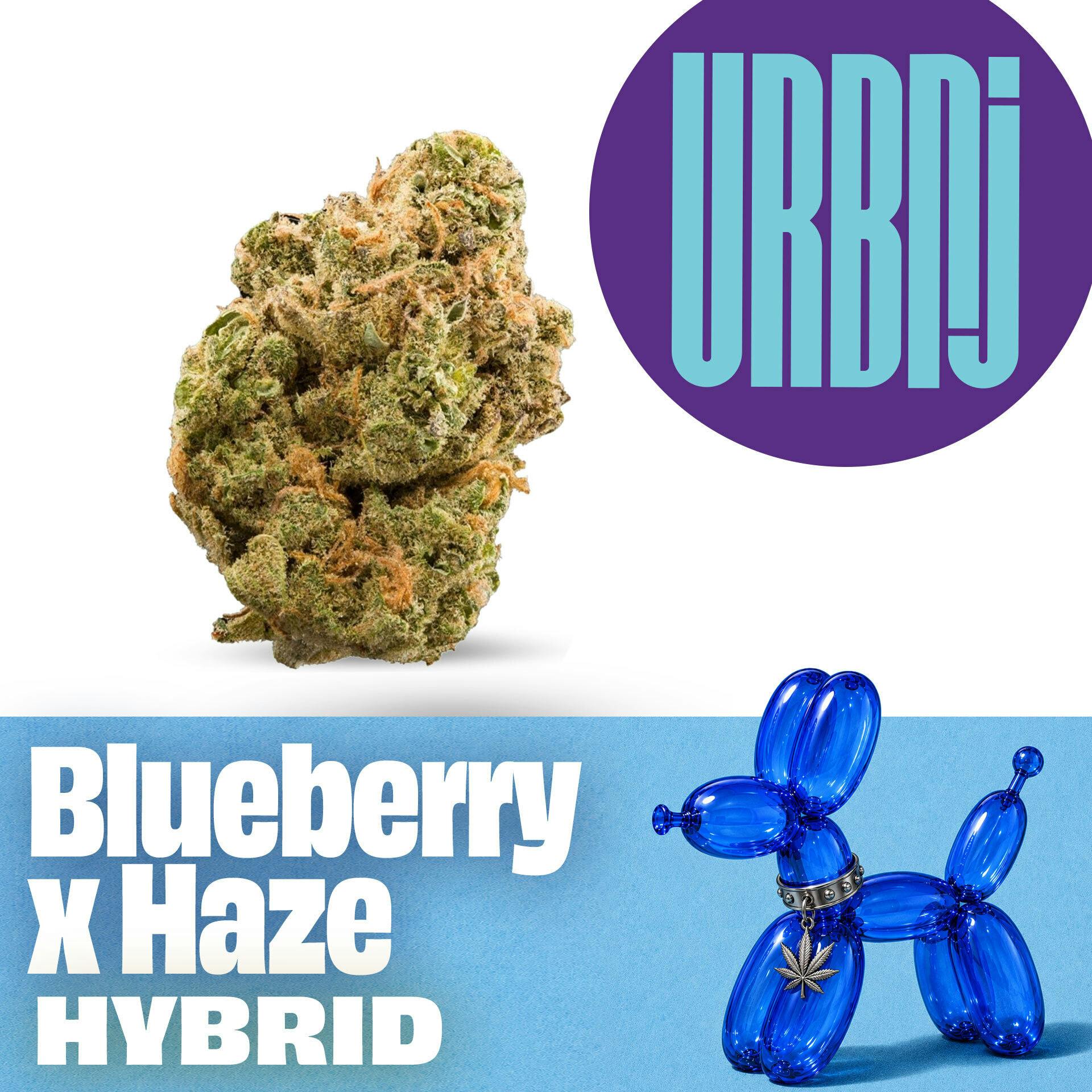 URBNJ - Blueberry x Haze - Flower