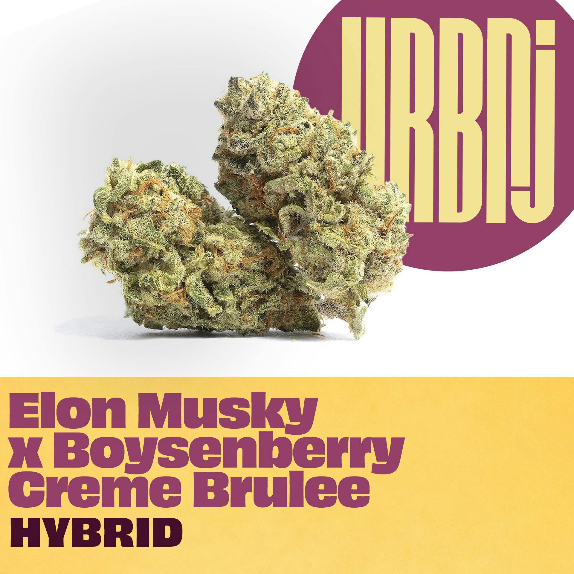 URBNJ - Elon Musky x Boysenberry Creme Brulee - Flower
