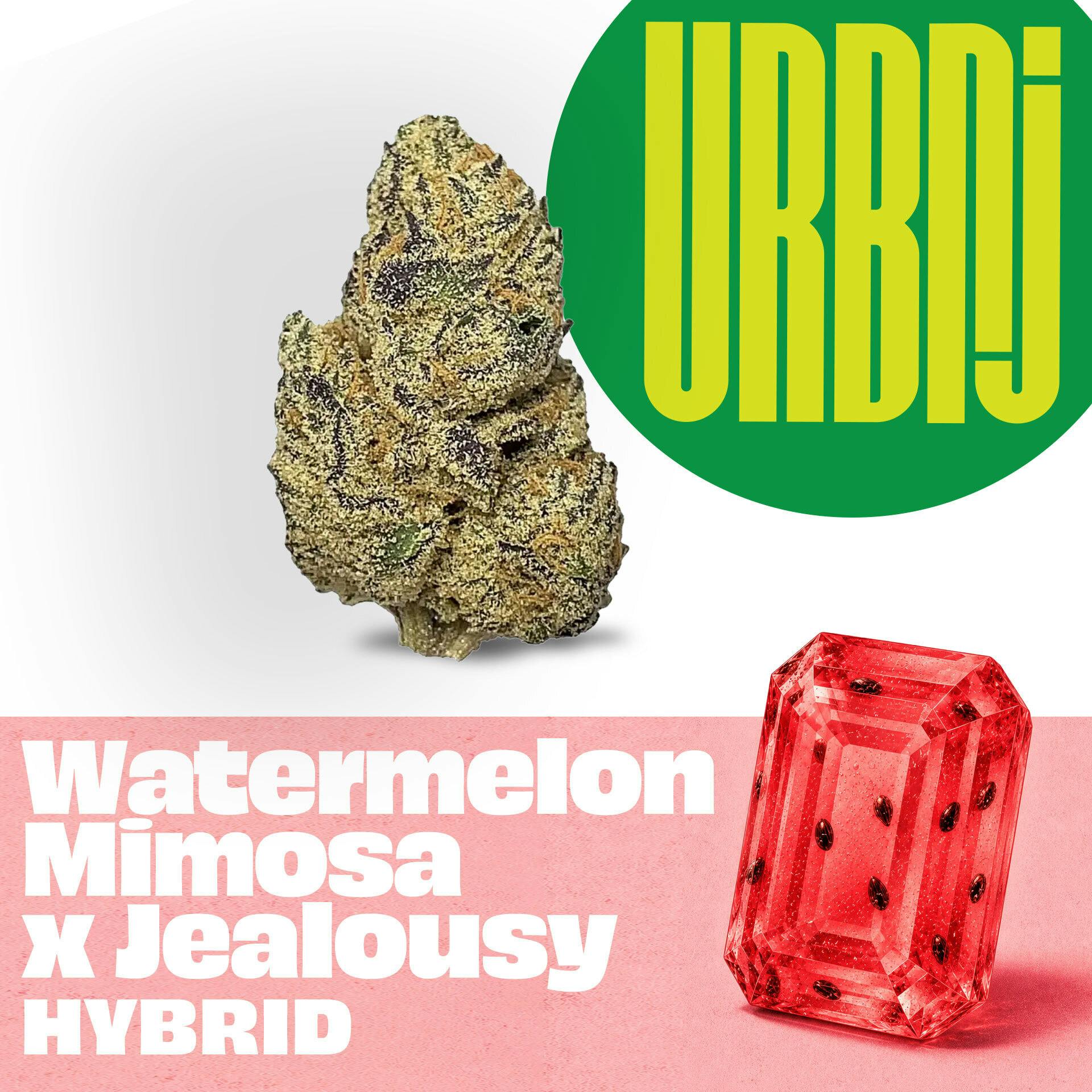 3rd & Main - Watermelon Mimosa x Jealousy - Flower at ReLeaf Cannabis Dispensary