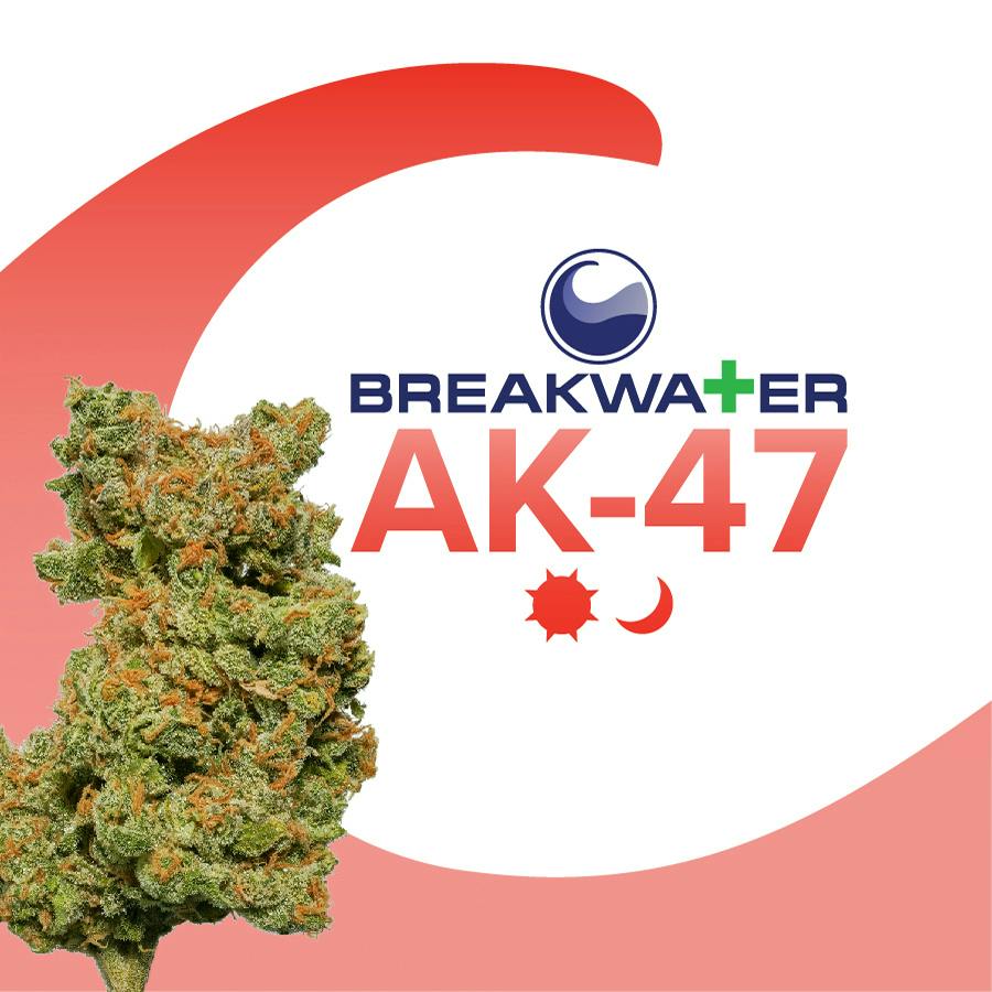 Breakwater - AK-47 - Flower