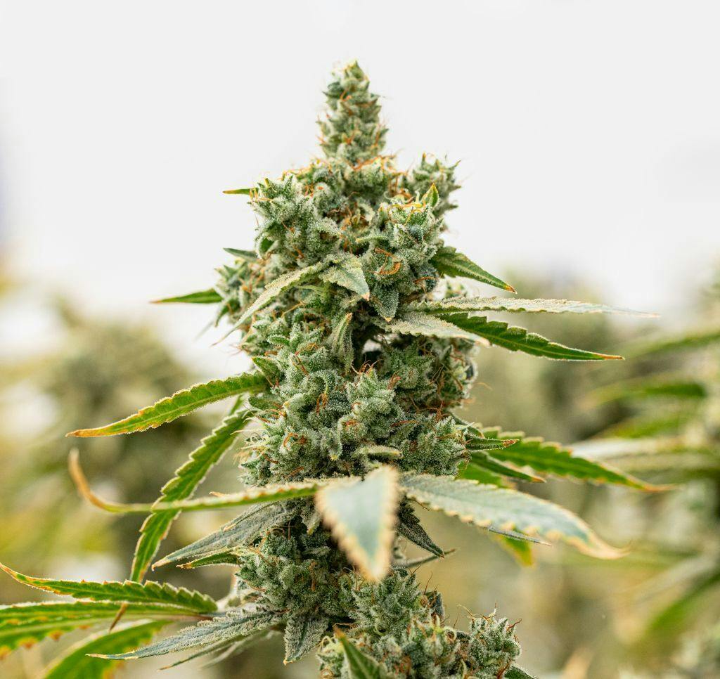 Culta Amnesia OG Whole Flower 3.5g