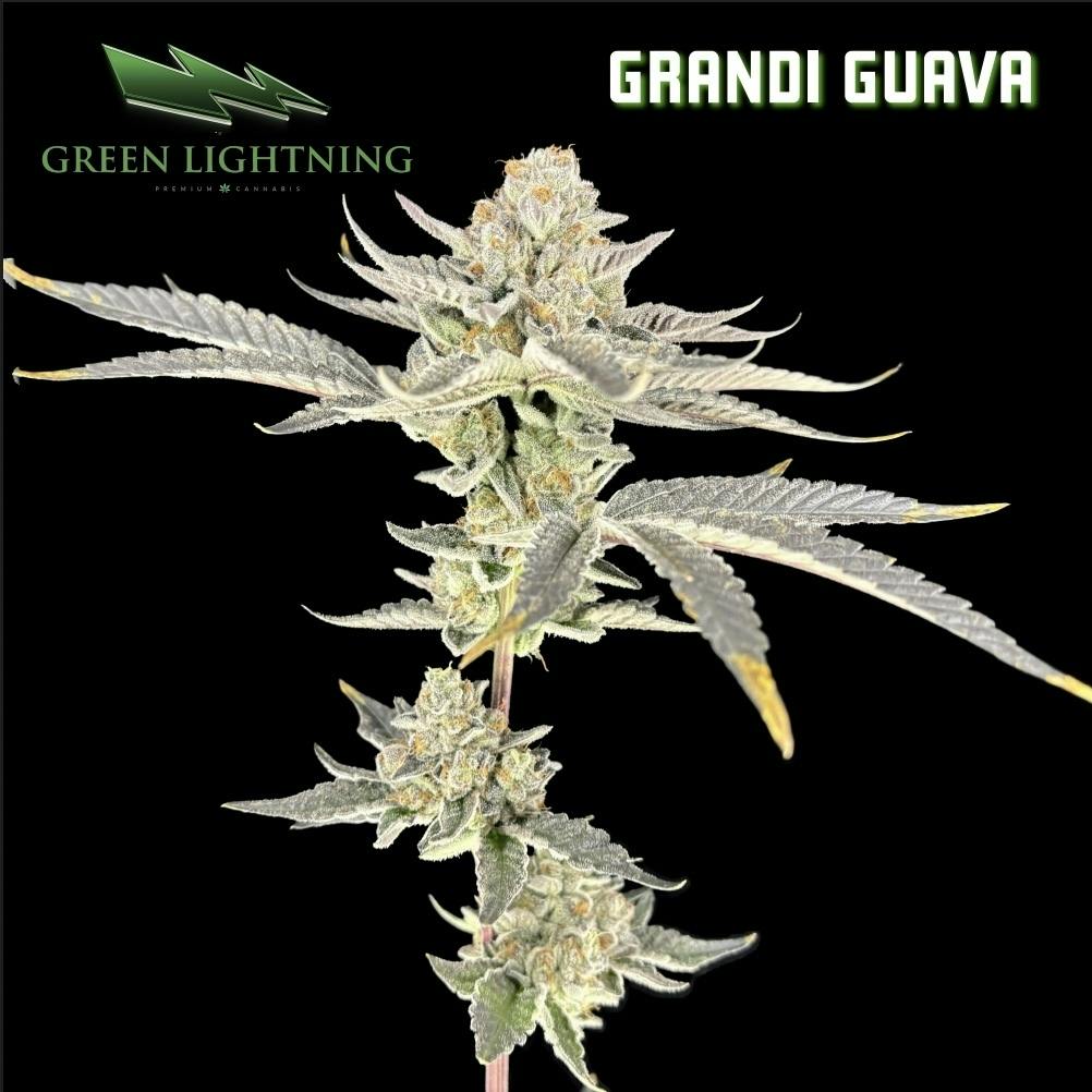 Grandi Guava