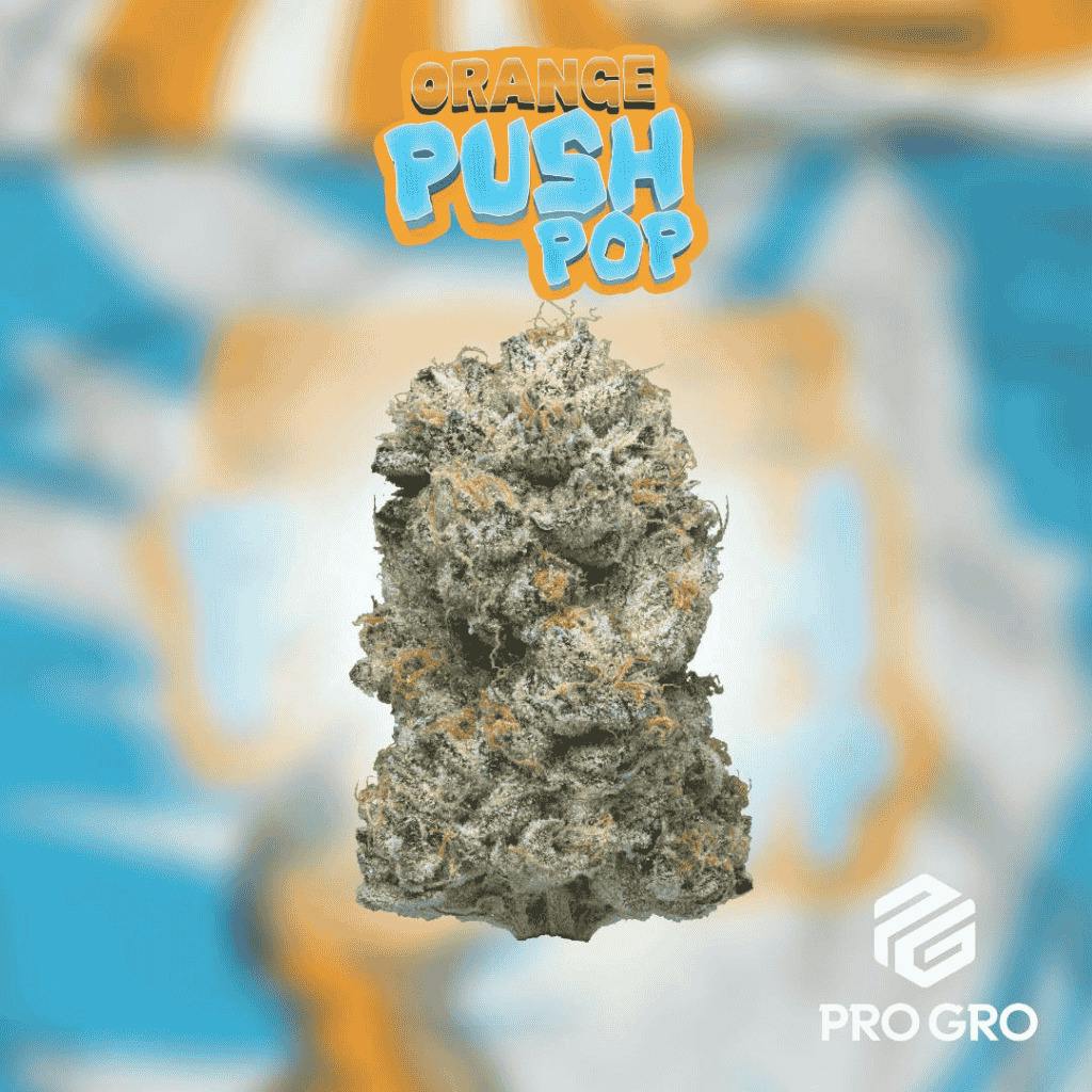 Pro Gro Orange Push Pop