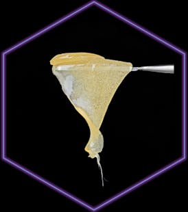 Lazercat - UltraPremo Rosin - 1 gram - - Hive #21 (H)