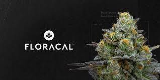 FLORACAL PINK PALOMA 3.5G