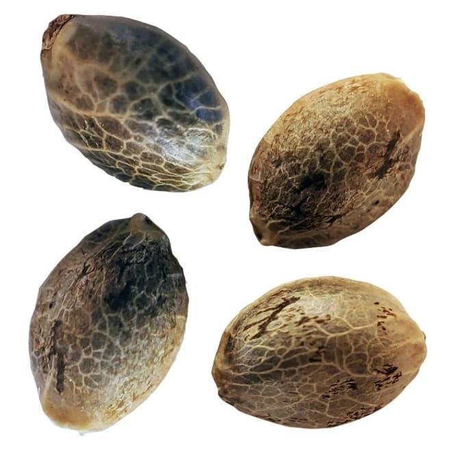 Weathered Islands - BC West Coast Feminized Seeds Multi Pack 4 Pack