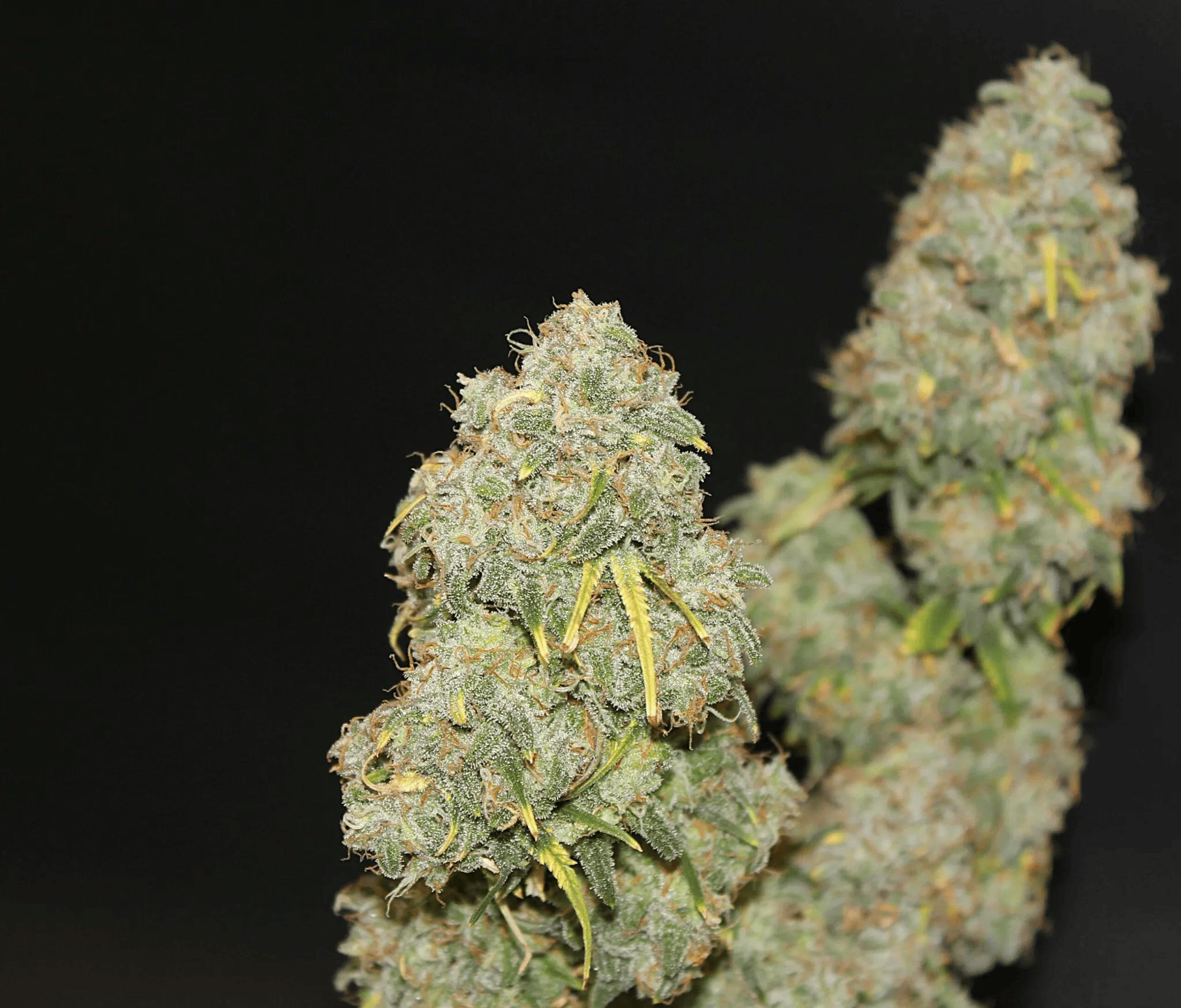 Battenkill | Pa's Pie | 3.5g (Microgrow)