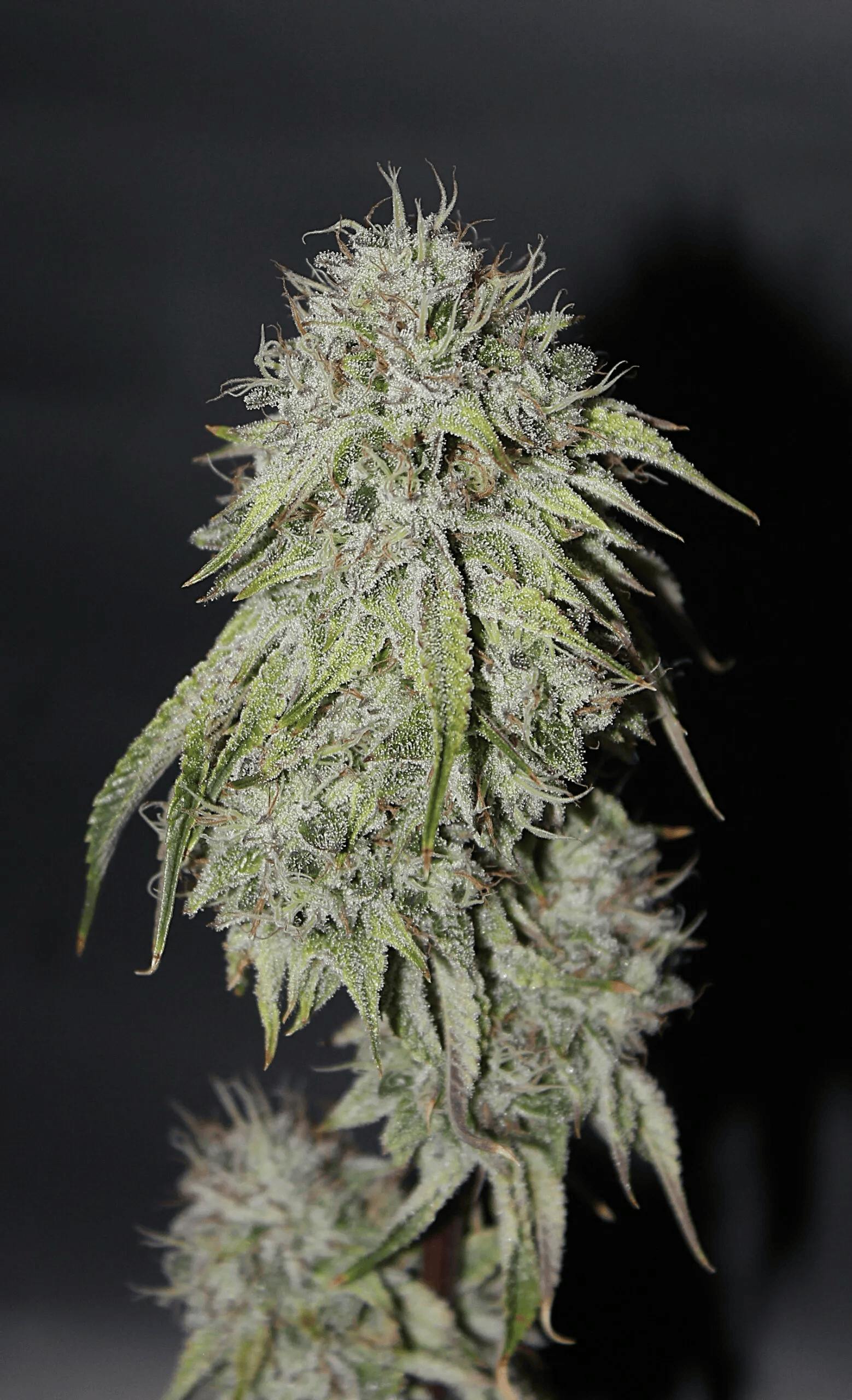Battenkill | Red Velvet Runtz | 3.5g (Microgrow)