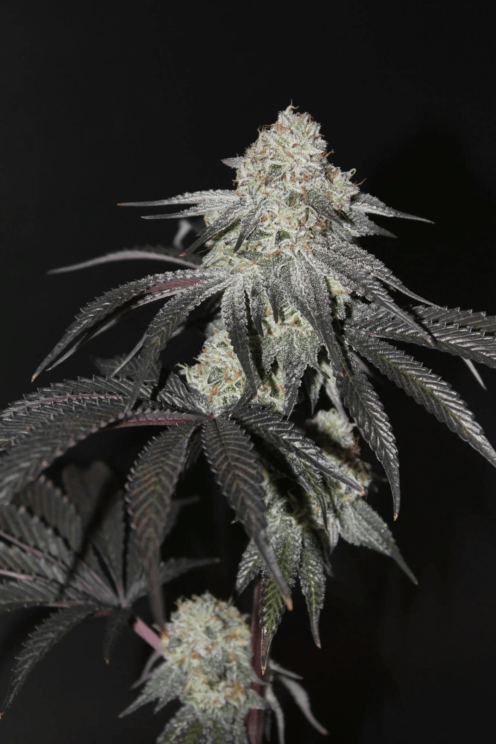 Battenkill | Crookiez | 3.5g (Microgrow)