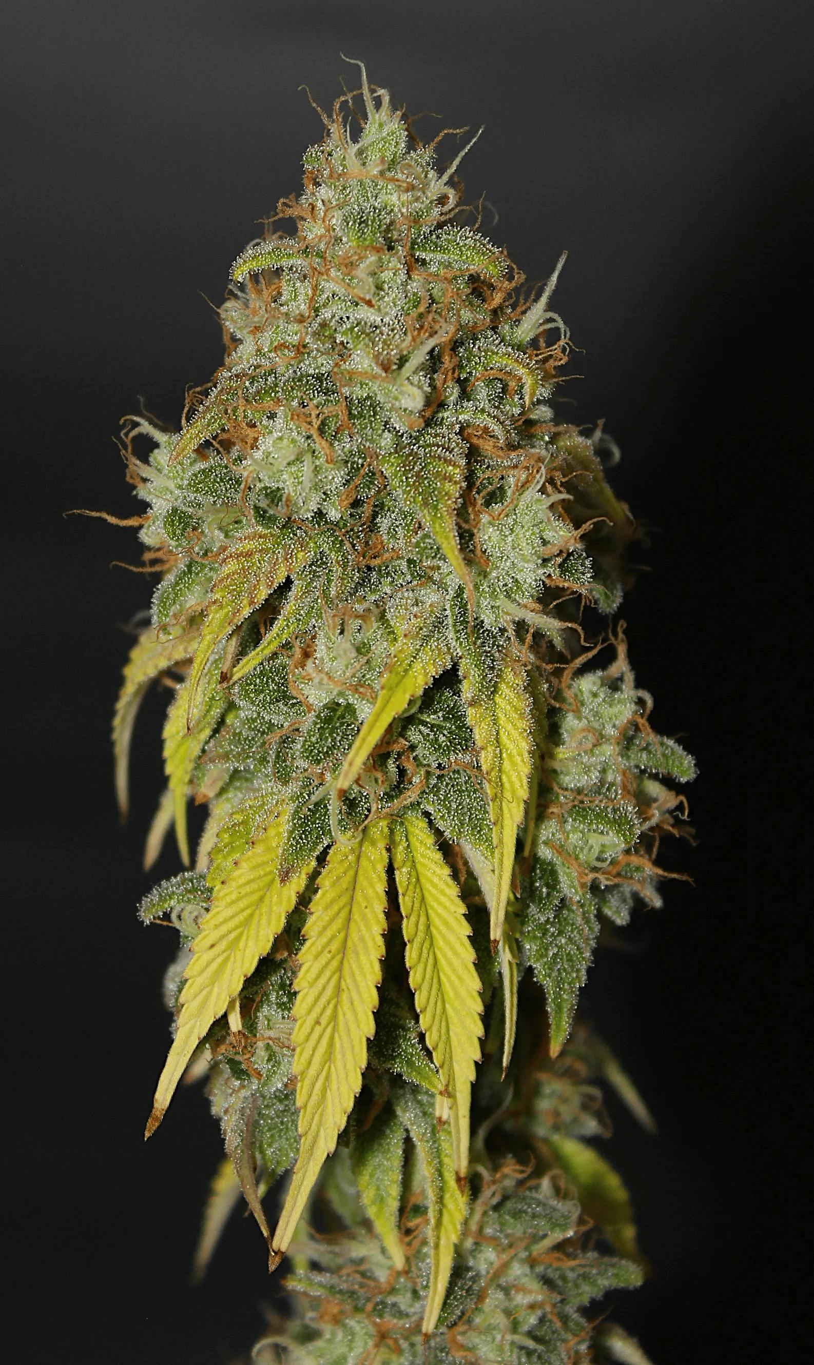 Battenkill | Sour Papaya | 3.5g (Microgrow)