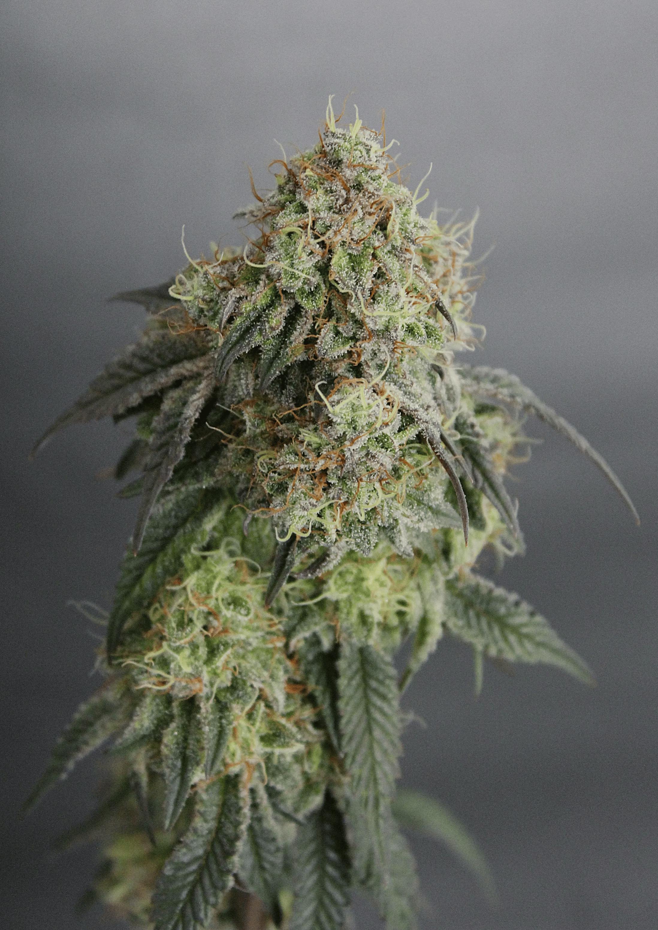 Battenkill | Singapore Sling | 3.5g (Microgrow)