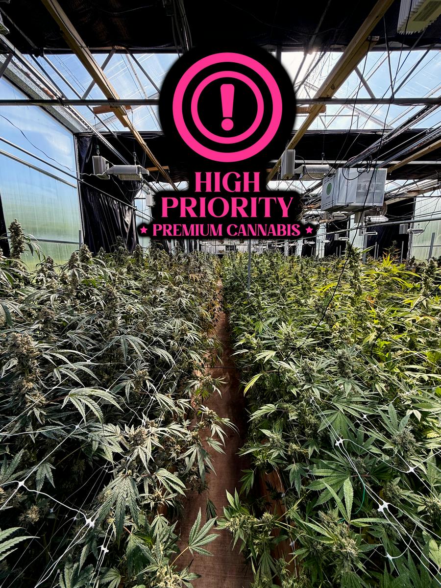 High Priority | Lemon Chery Gelato | 3.5g (Microgrow)