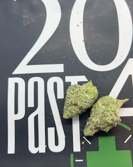 True North Collective | Boston Orange | Bulk Smalls - Hybrid/Sativa