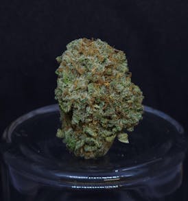 Deli Flower - Z Sweet Insanity - BAM