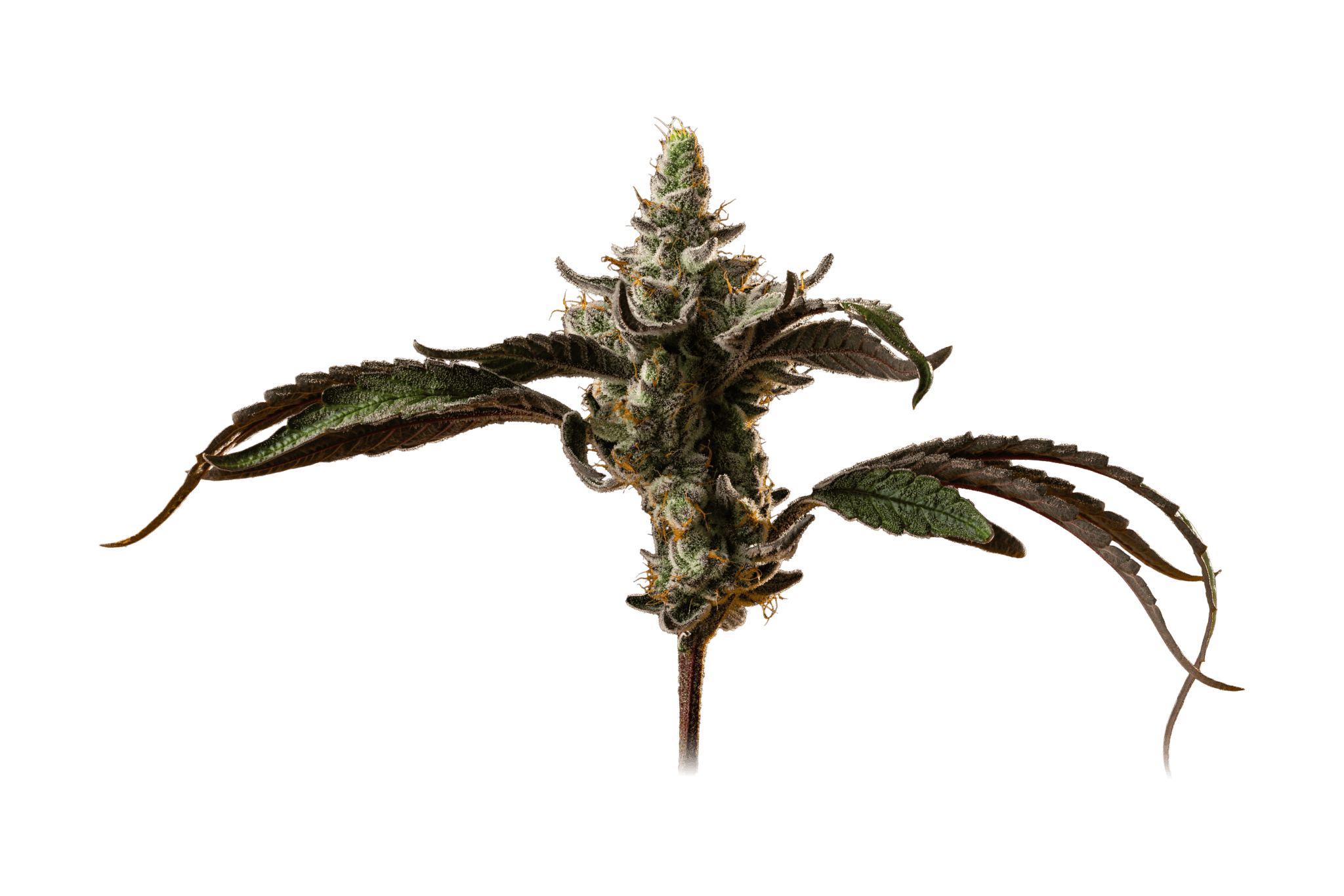UNB*Orangade*3.5g*16.5%