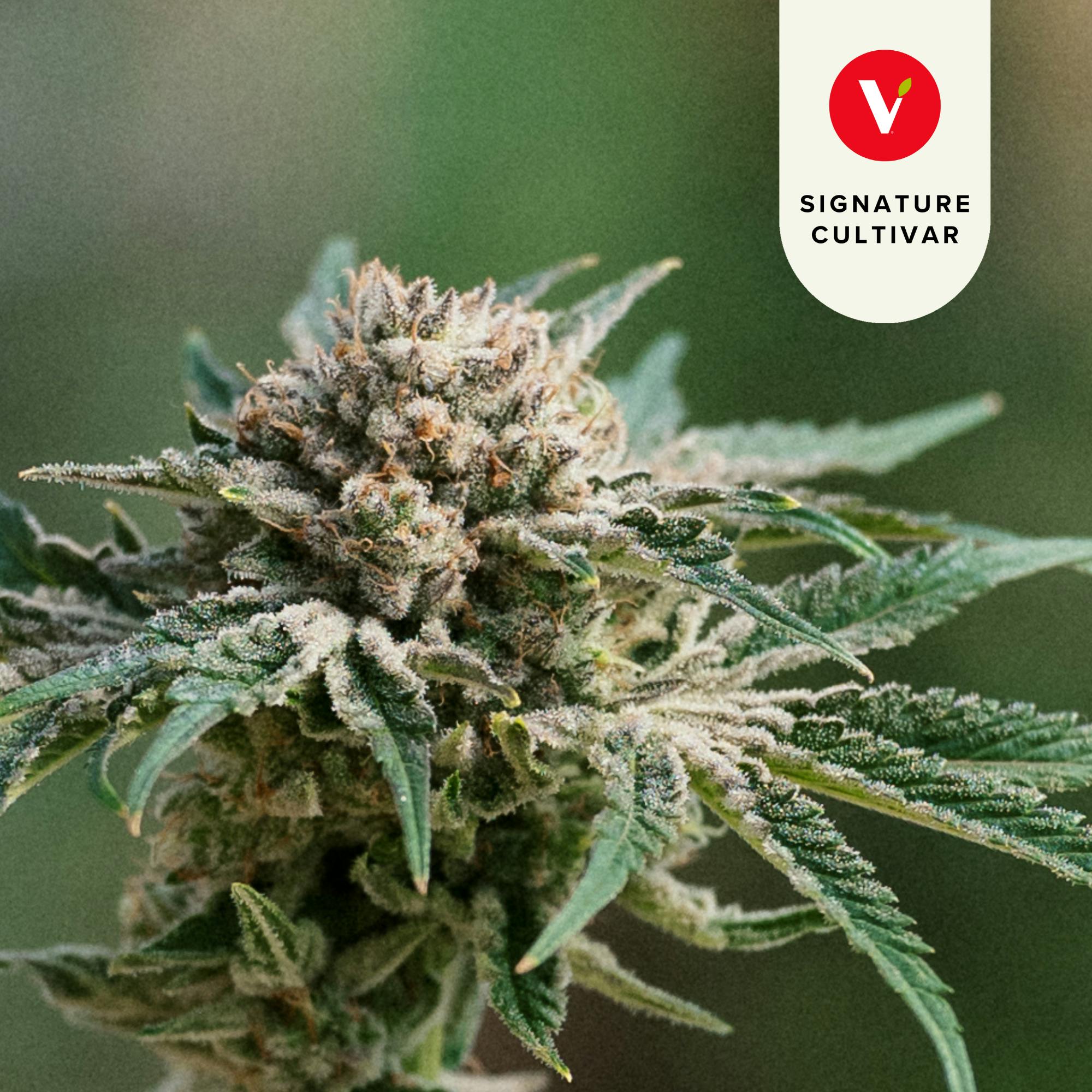 VF*Johnny Diamonds*3.5g*22.2%