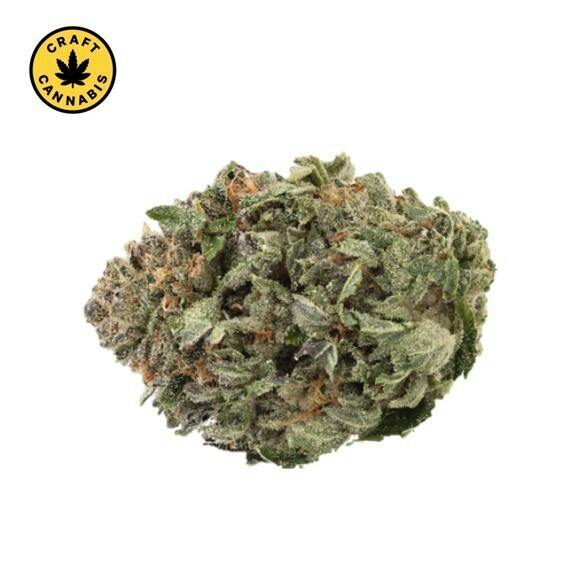 1964 - Comatose - 1g