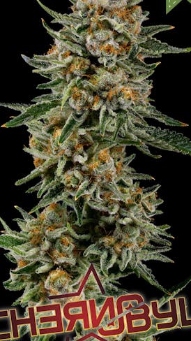 Chernobyl | Great Northern