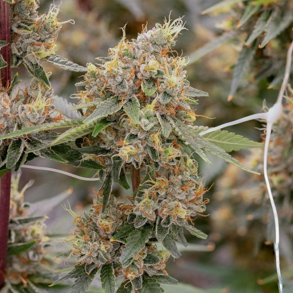 Lemon OG