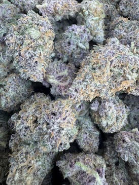 Priscilla's Picks - Pink Pelligrino Flower