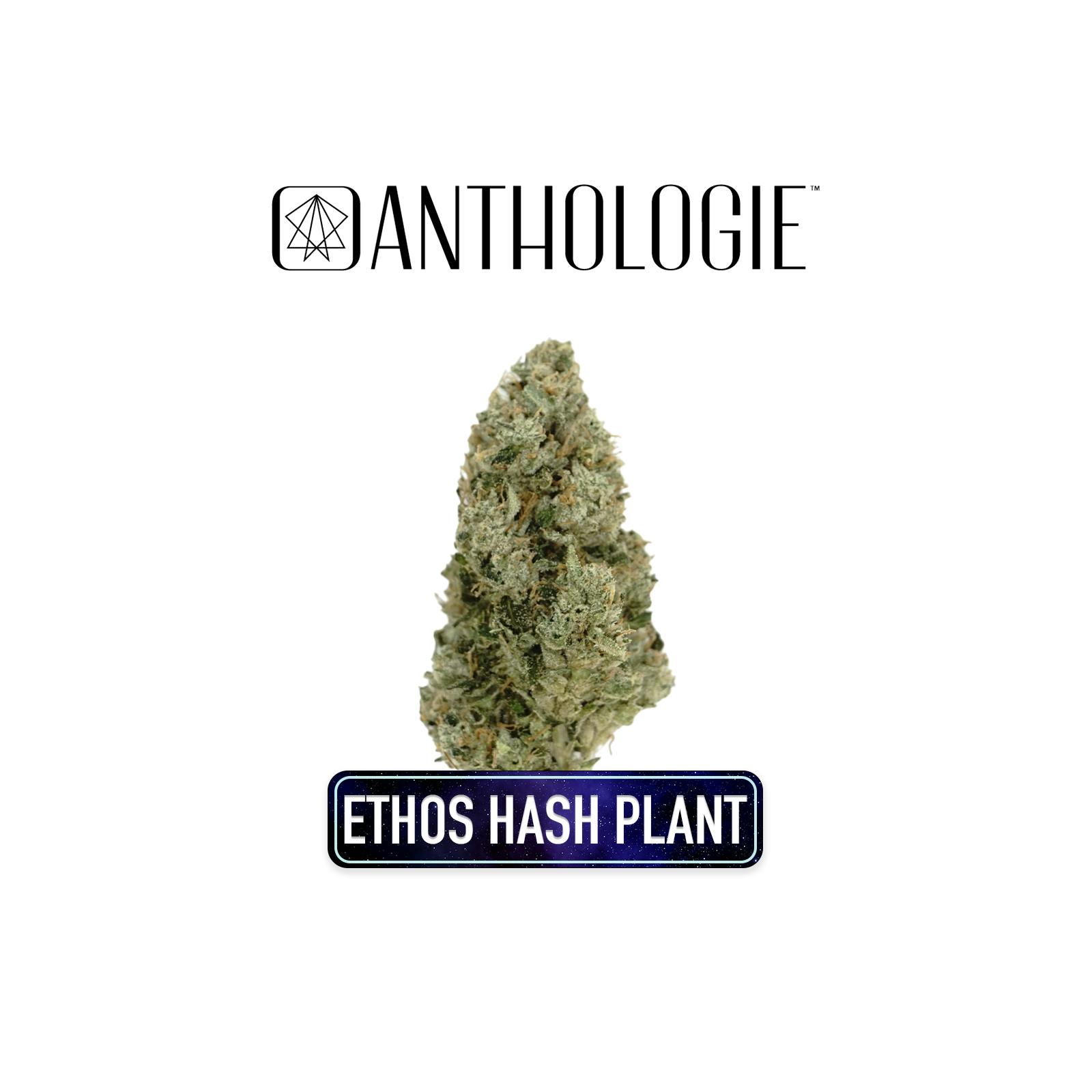 Anthologie | Ethos Hash Plant (I) | 7.0g Smalls