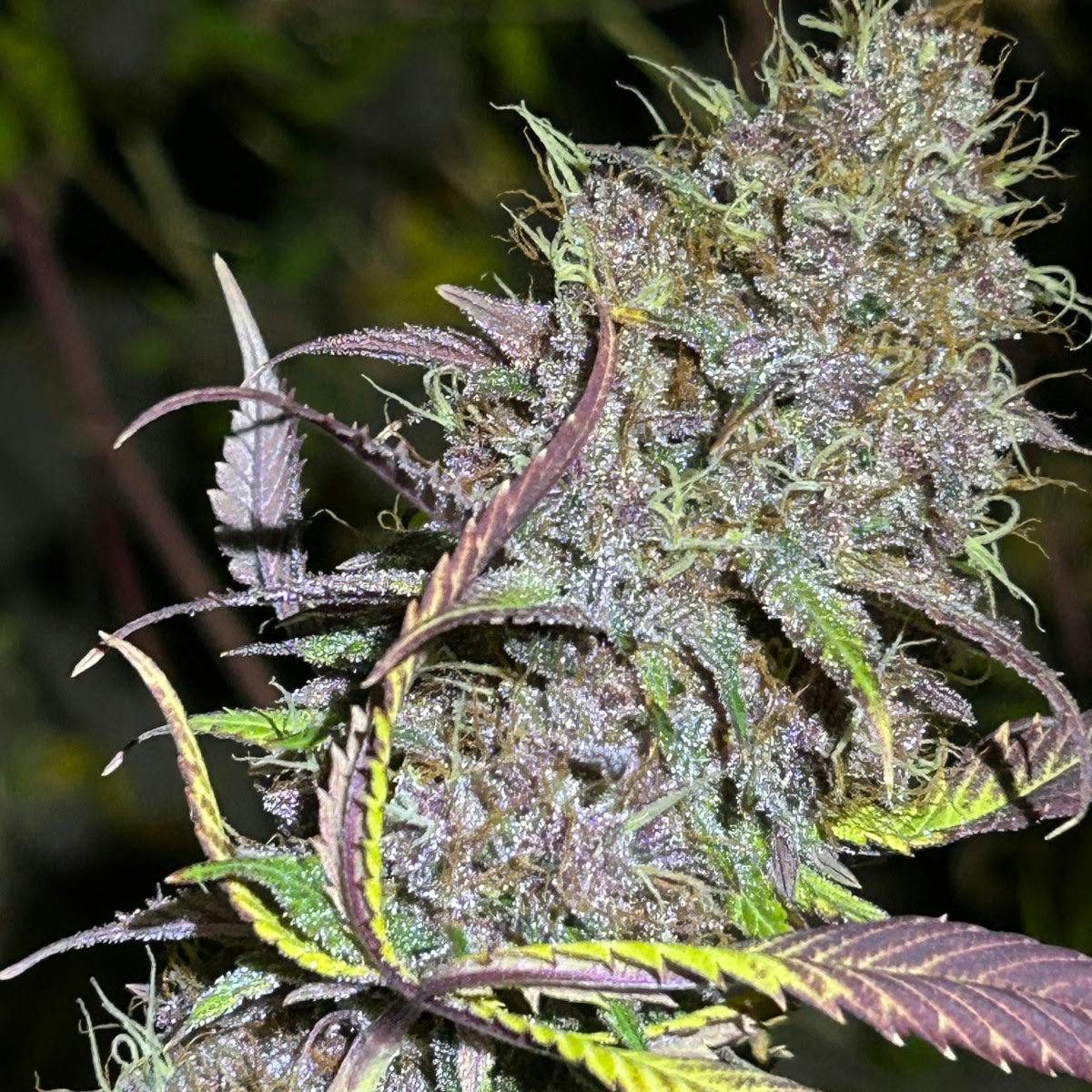 Chemdawg91 x MOB | Flower