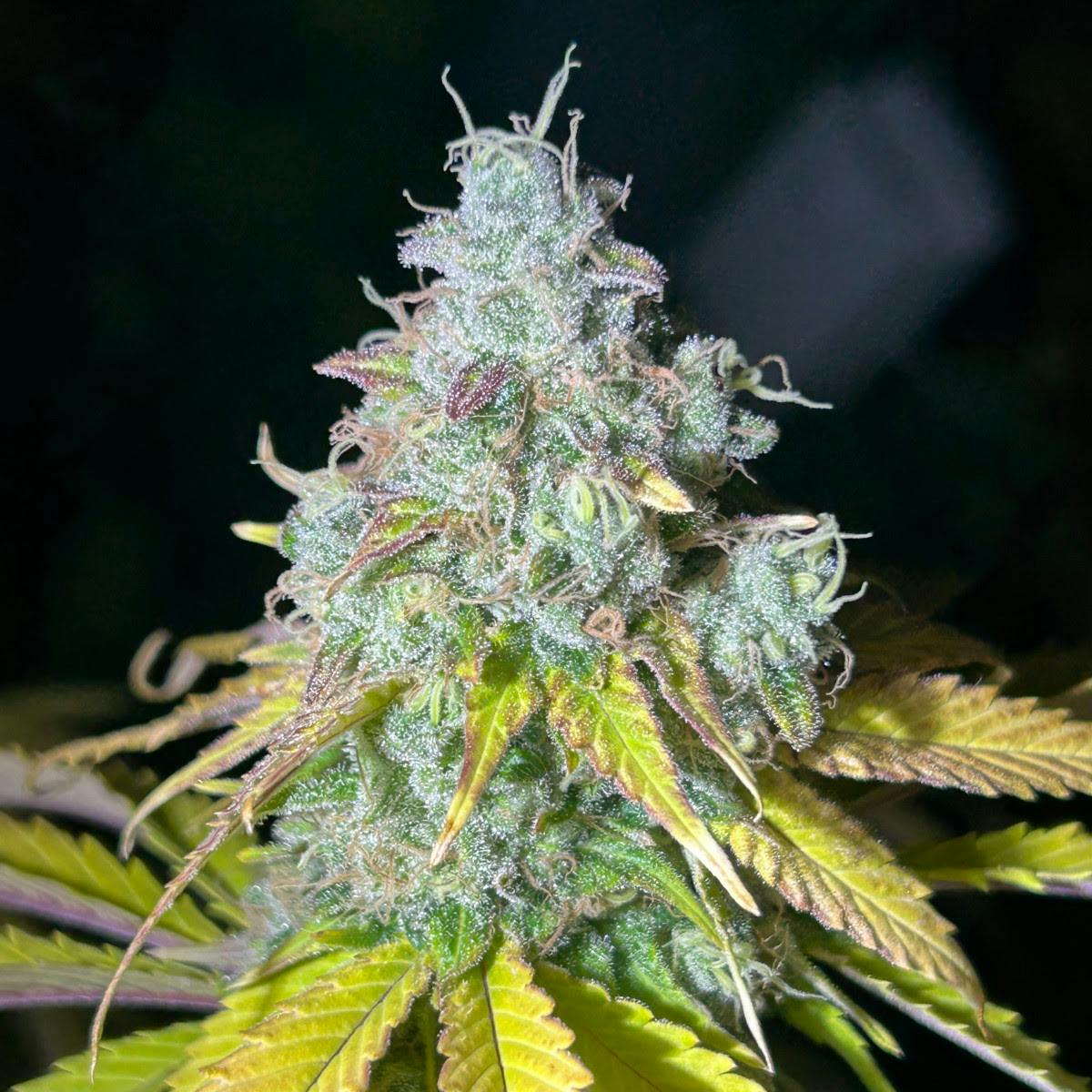 Lucinda x Chemdawg | Flower