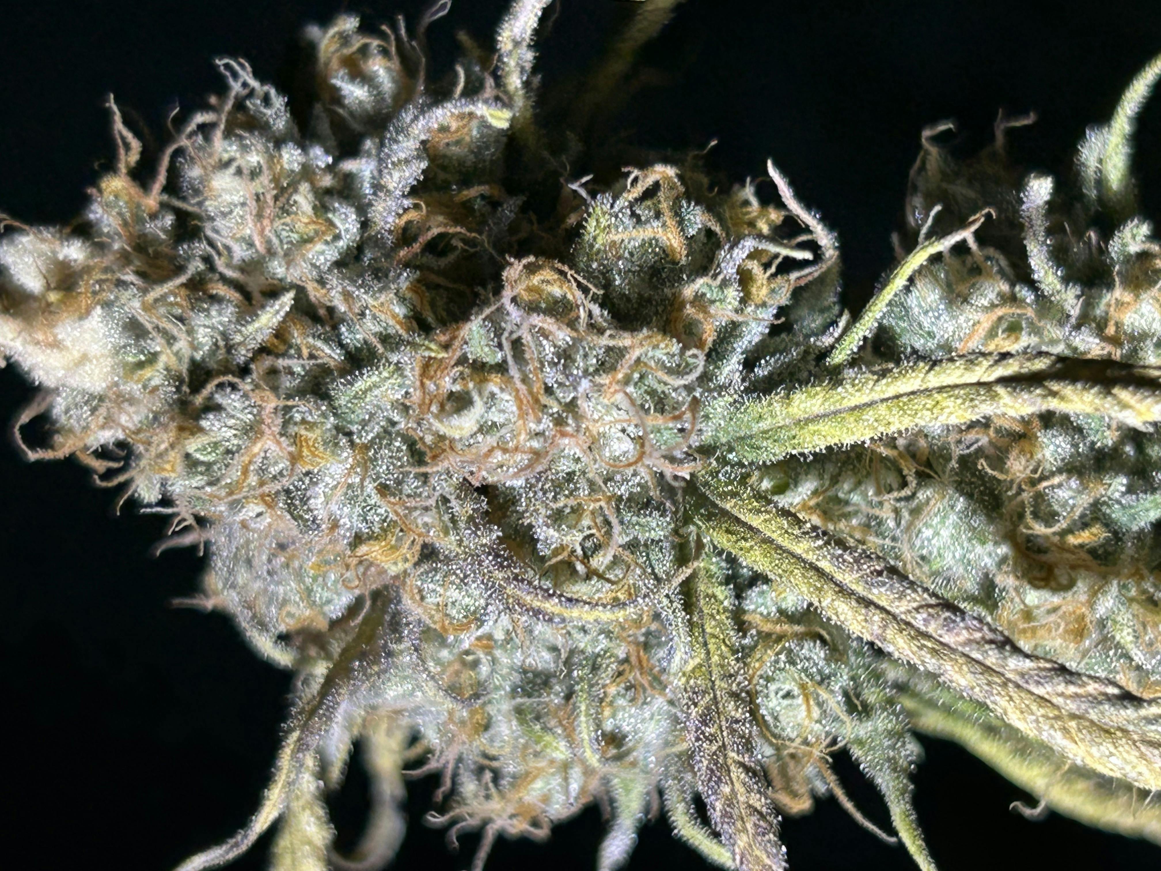 OG Twist | Flower