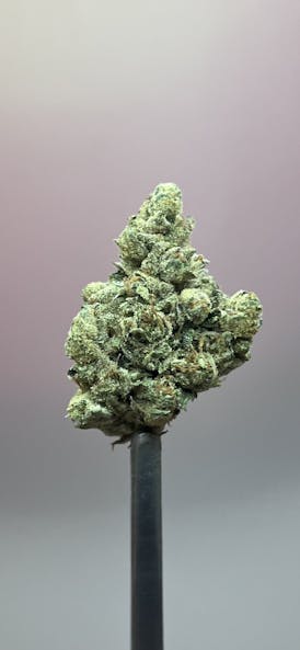 GMO Rootbeer | Top-Shelf FLower | Mint Co. | B# GNOROOTBEERFL10/18/24