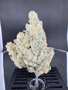 Wild Cherry | Top-Shelf Flower | ALTVM | B# 323-031725-H (26306)