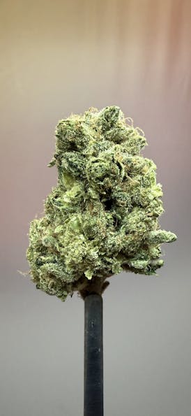 9lb Hammer | Clearance Flower | Stability | B#E230_006.01.W (42295-42624)